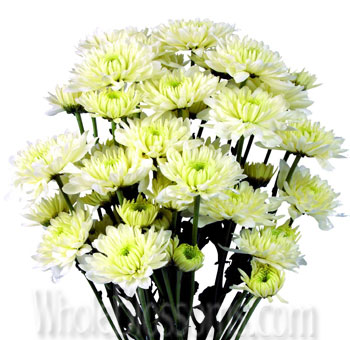 White Cushion Poms
