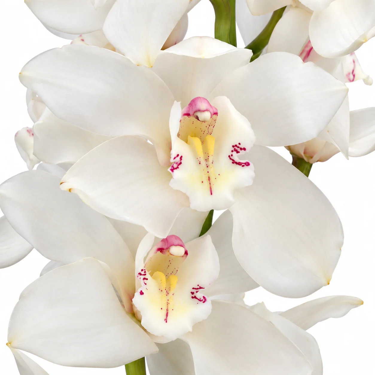 Wholesale bulk package of fresh White Cymbidium Orchid Clear Lip stems for luxury white wedding centerpieces