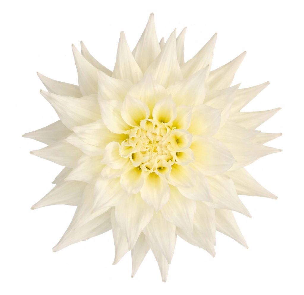 White Dahlia Quartz - Year Round