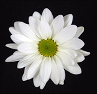 Chrysanthemum