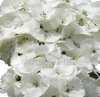 Soft white Dianthus blossoms bring purity to wedding florals, luxury events, and refined bouquet styling.