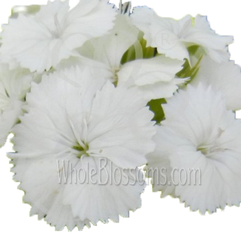 Crisp white Dianthus for romantic weddings, fresh floral gifts, or delicate premium flower arrangements.