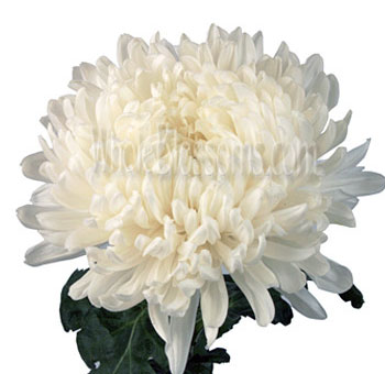 Elegant White Football Mum Flower in full bloom with soft, creamy petals, perfect for weddings, classic floral arrangements, and sophisticated décor.