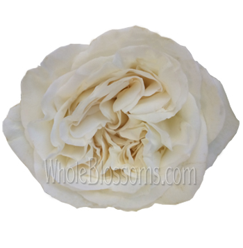 Elegant white garden roses for bridal bouquets, wedding flowers, and special events.
