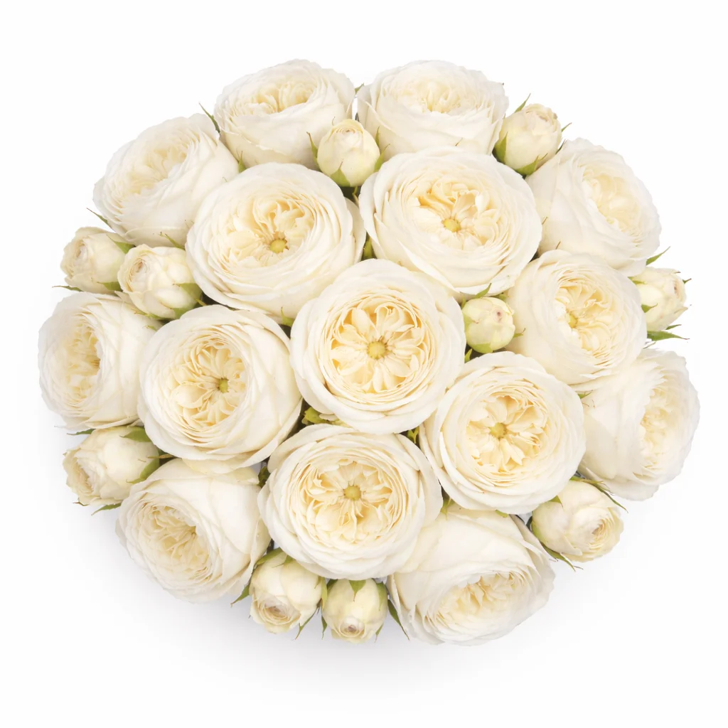 bouquet of white garden roses arranged in a round top view with full ruffled blooms.