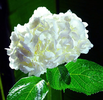 White Hydrangeas arranged in a bridal bouquet, complemented by lush greenery.