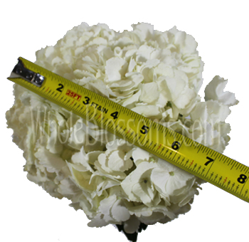 Large, full-bloom White Hydrangea with soft, layered petals.