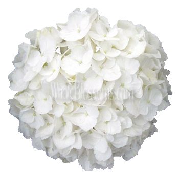 Stunning fresh white hydrangeas with graceful long stems and delicate blooms enhance any setting, ideal for sophisticated wedding arrangements and timeless home decor.