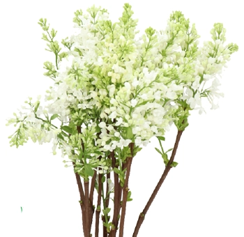 White Lilac Flower
