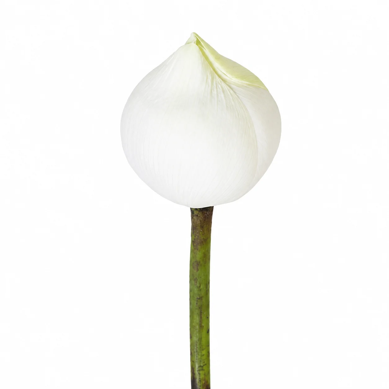Elegant white lotus flower bud with clean petals on white background, ideal for wedding bouquets and bulk floral decor.
