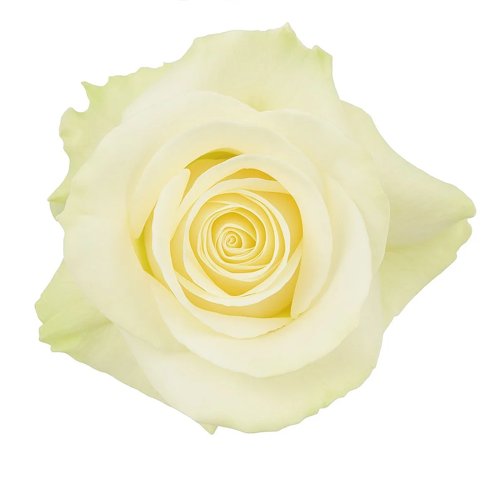 Close-up of Mondial Cream Biological Rose in full bloom, displaying its soft ivory petals.