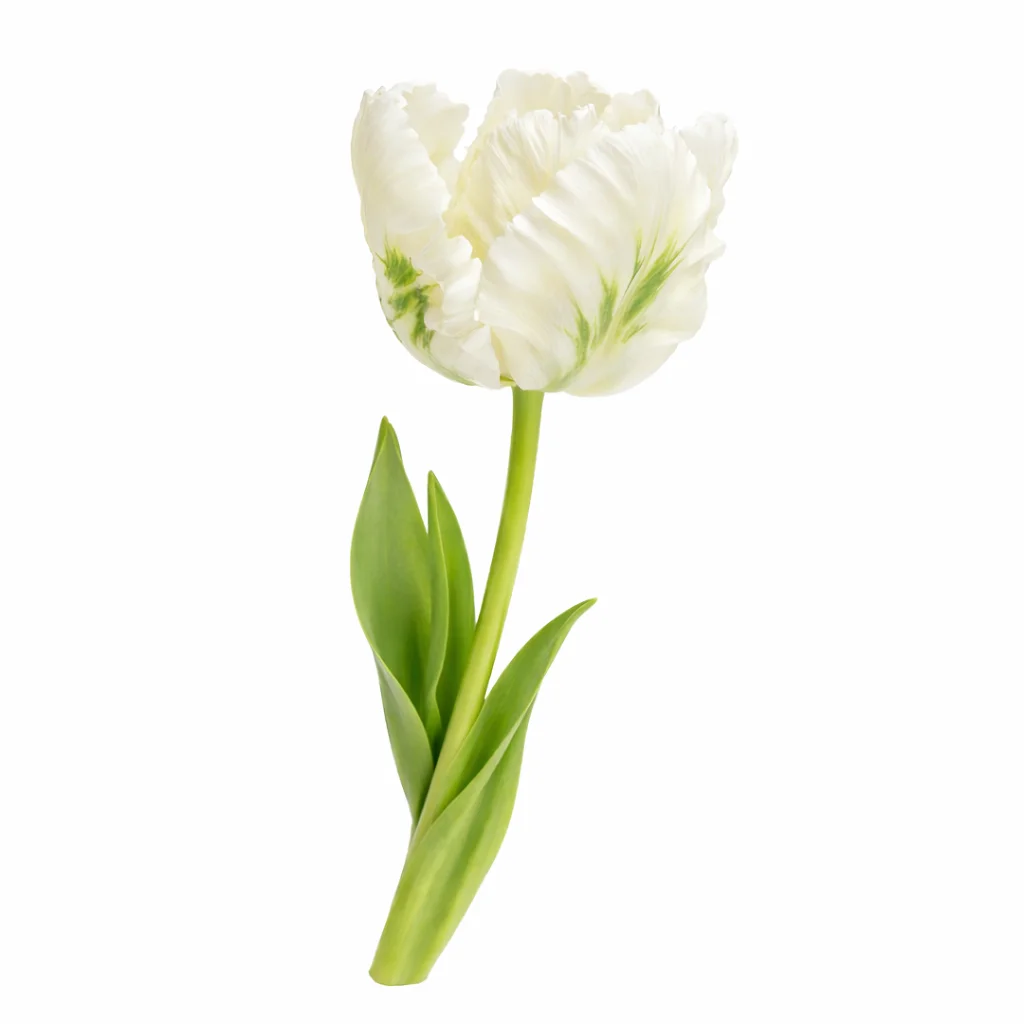 White Parrot Tulips