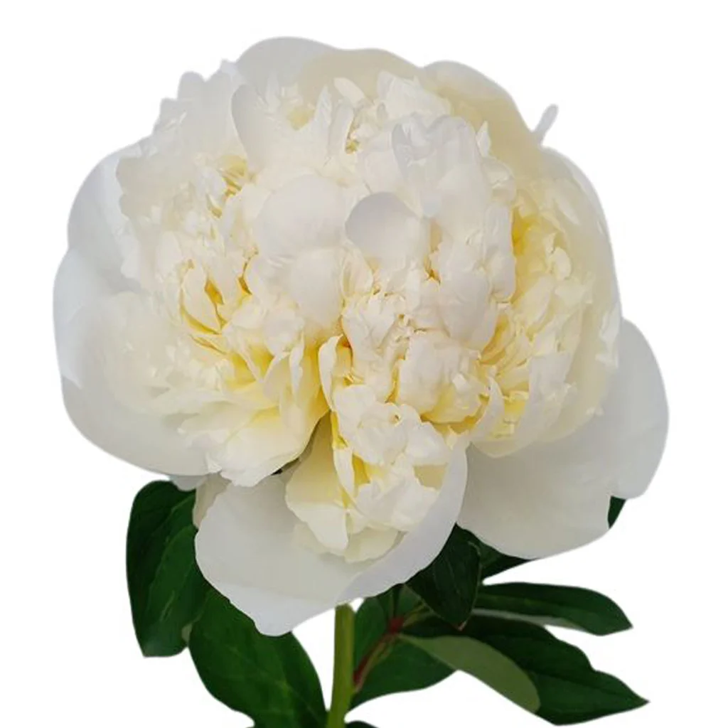 White Peony Flowers White Peony Flowers