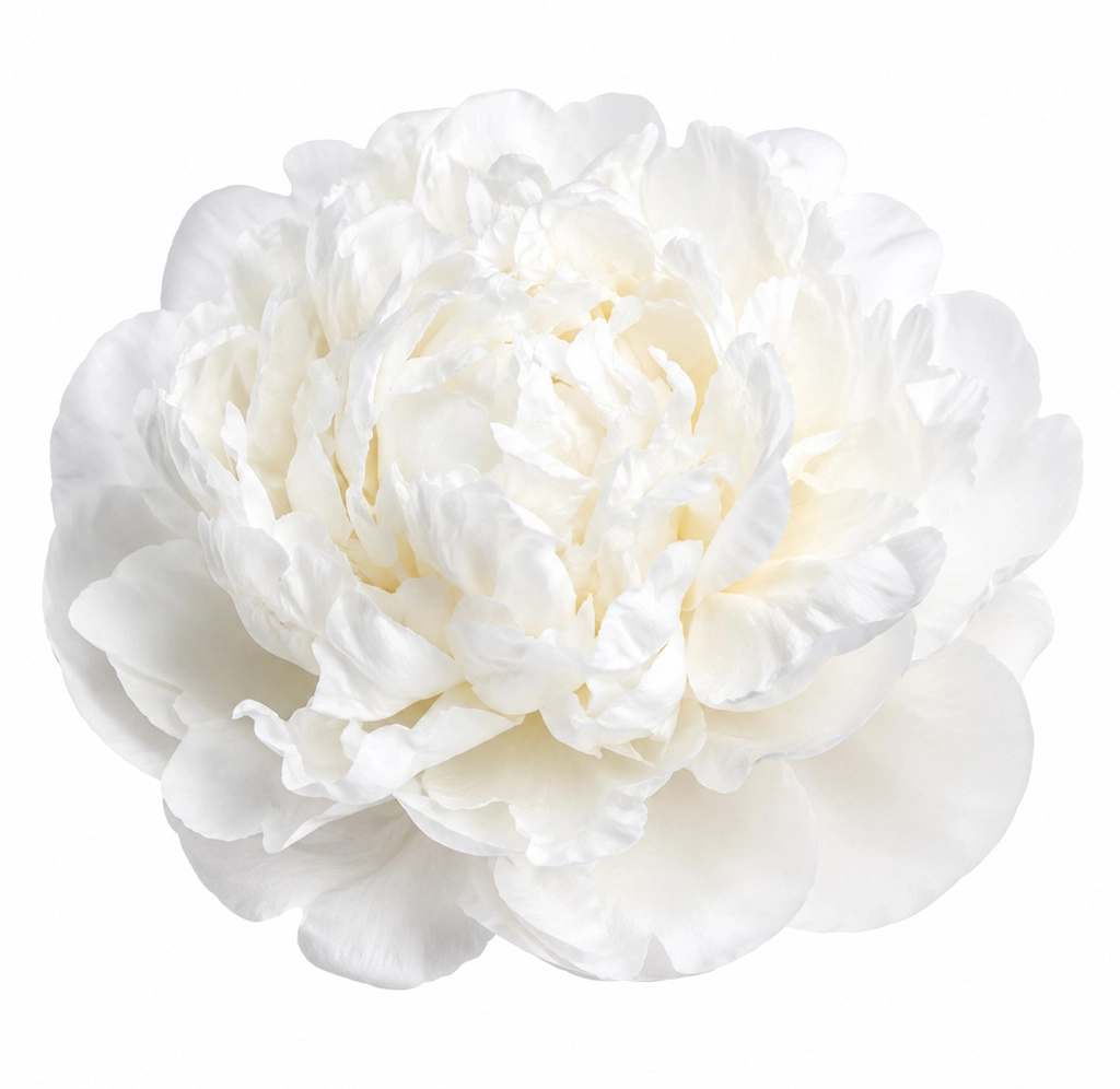 Bulk wholesale September peonies, fresh cut flowers for weddings, events, and special occasion floral décor.