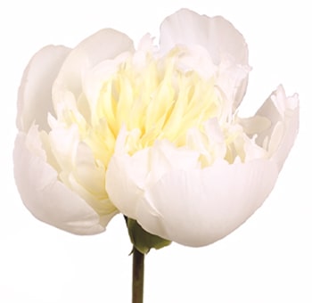 Paeonia