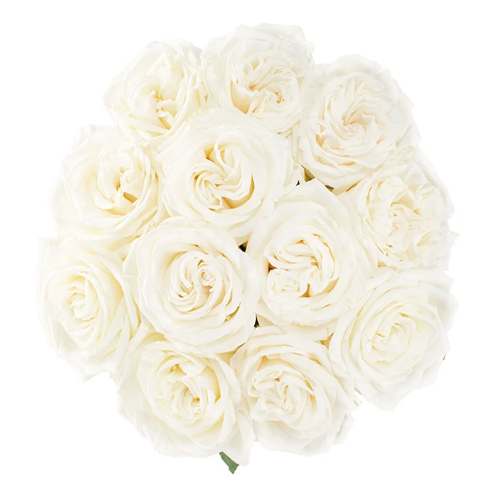 Elegant White Playa Blanca Roses in bulk, ideal for weddings, events, and florists seeking premium quality wholesale wedding flowers.