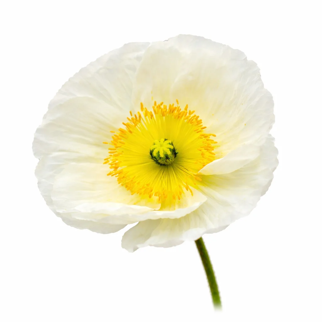 White Poppy Flowers