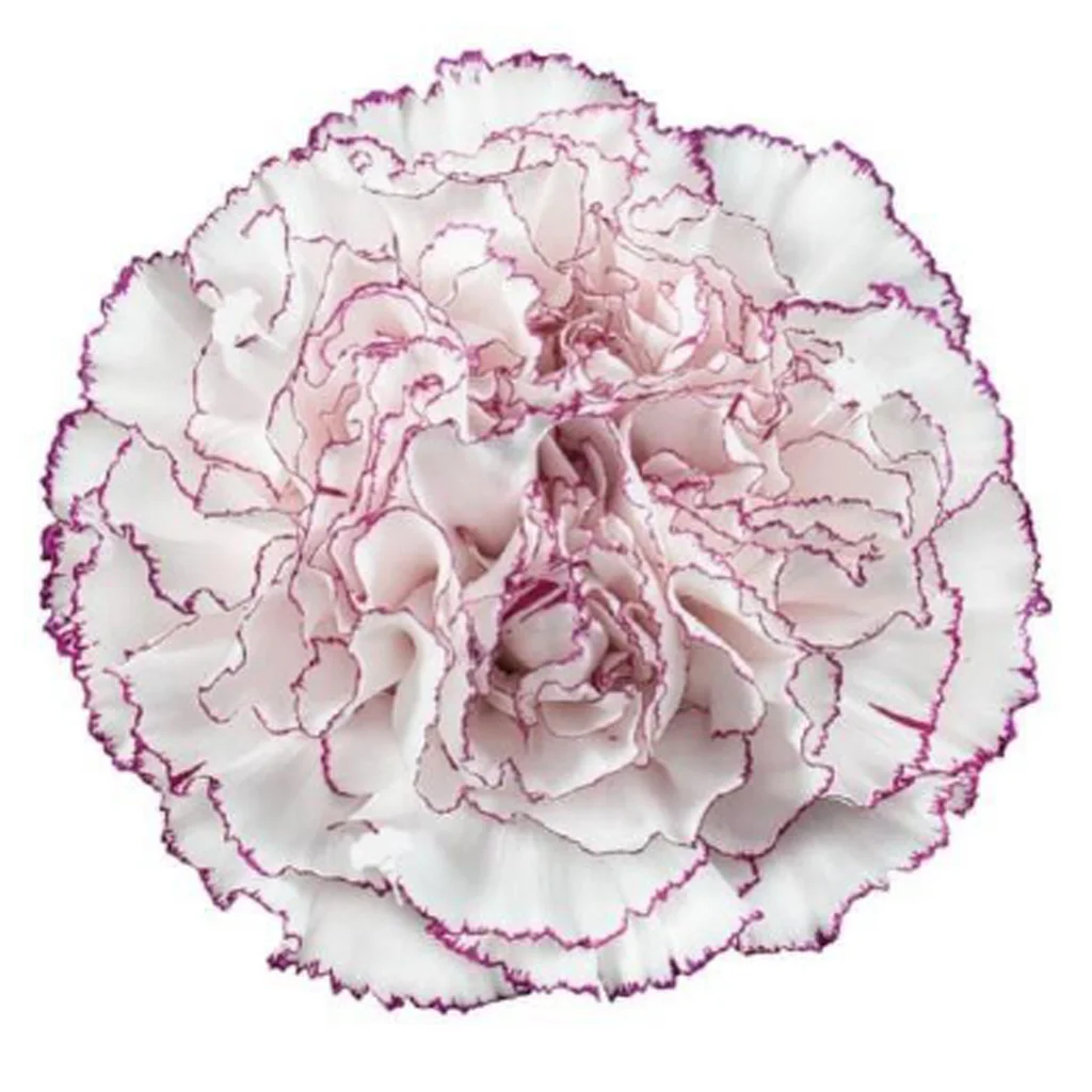 Purple Bicolor White Carnation Flower - Comedia