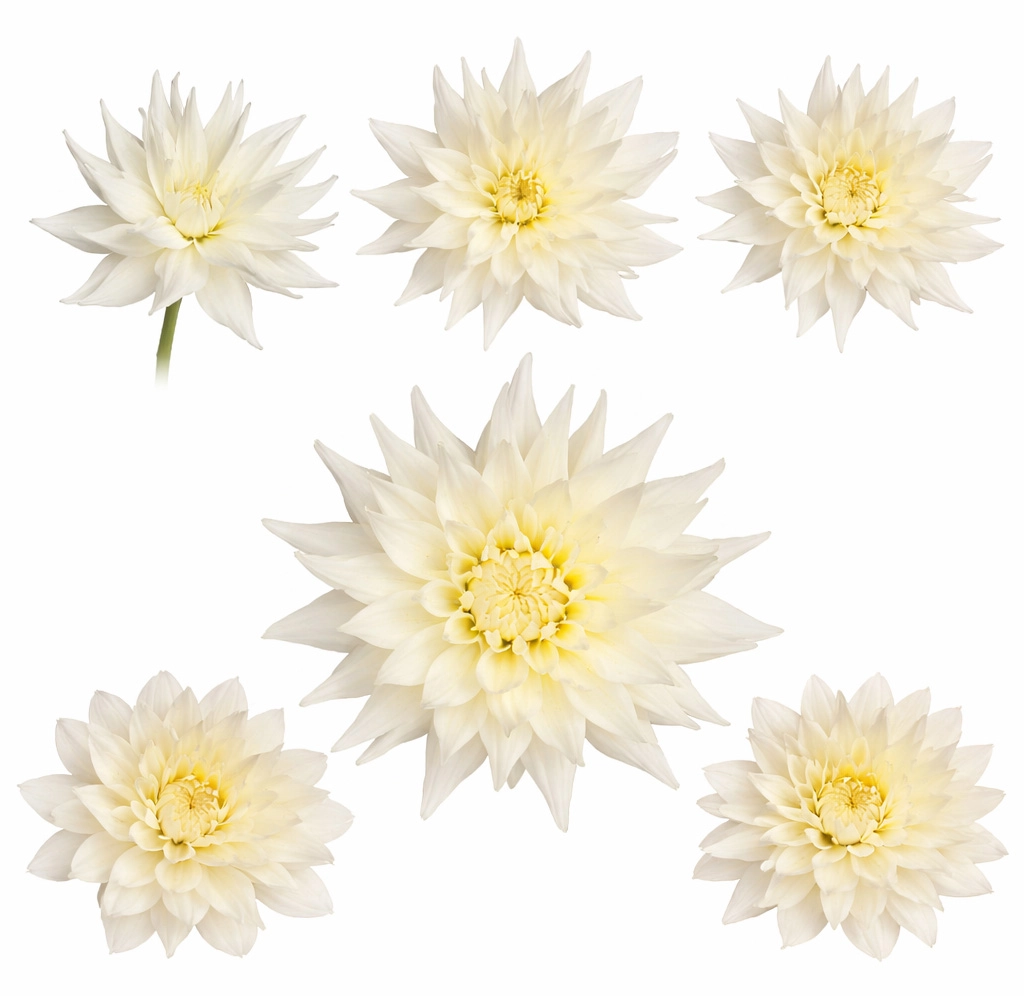 White Quartz dahlias in multiple bloom stages from tight bud to fully open flower for wedding centerpieces