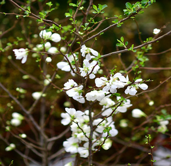 Quince Flowering Branches