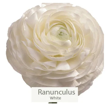 White ranunculus enhancing the lavender-silver bundle.