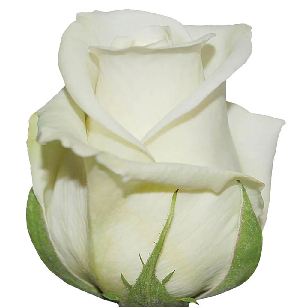 Anastasia Ivory White Rose – large creamy ivory bloom with elegant petals, perfect for weddings and events, available in bulk from Whole Blossoms.