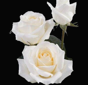 Three Blizzard White Roses with creamy white velvety petals on long stems, arranged beautifully against a black background, perfect for elegant designs.