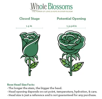 Beautiful arrangement of premium white roses in full bloom, ideal for weddings, events, decor, or gifting, showcasing elegance and quality.