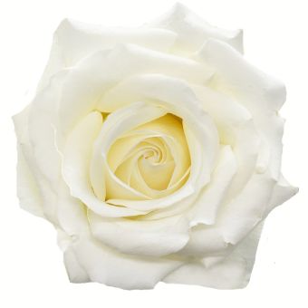 Inocencia White Rose