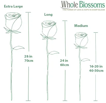 White rose size chart displaying detailed dimensions and bloom sizes for premium quality roses, ideal for weddings, events, and decor.