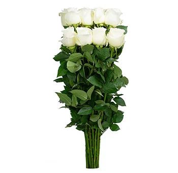 Premium Ecuadorian white roses at wholesale prices, ideal for weddings and events, offering unmatched beauty and timeless elegance.