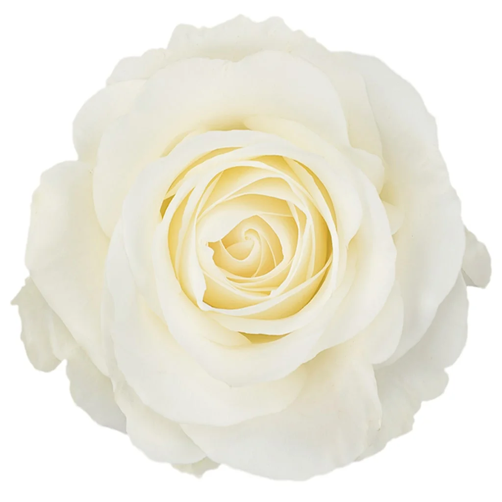 White Tibet Roses