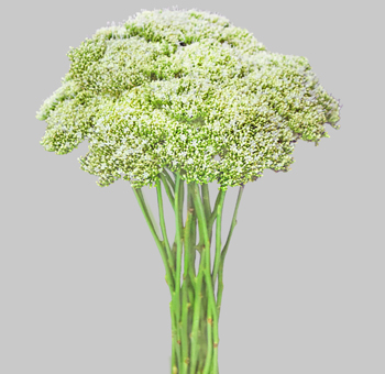 Delicate white trachelium blooms for texture-rich weddings, floral designs, and premium event or centerpiece arrangements.