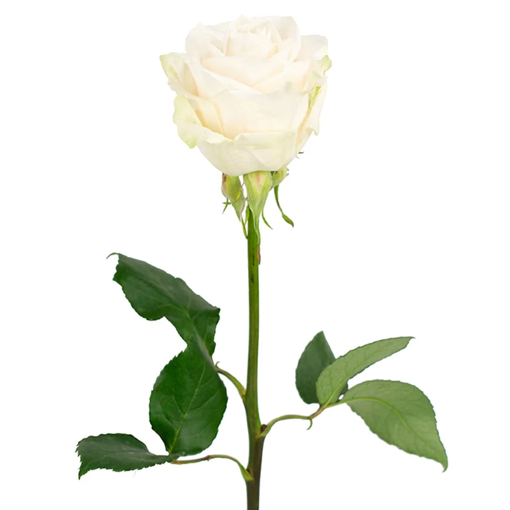 Wholesale Vendela White Roses with creamy petals, ideal for brides, floral designers, and bulk flower orders for weddings and events.