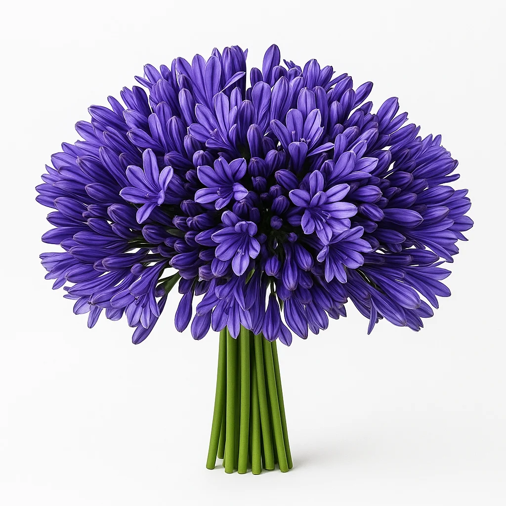 Wholesale bulk Ageratum flossflower in purple, blue, and white shades for wedding bouquets, centerpieces, and floral filler