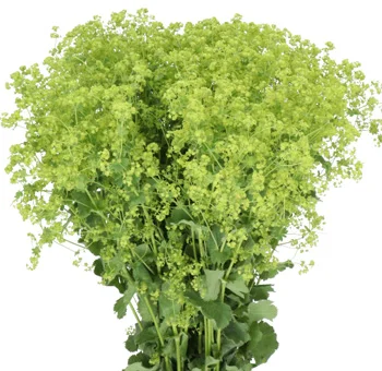 Buy wholesale Alchemilla filler flowers in bulk—lush green Lady’s Mantle ideal for weddings, centerpieces, and soft garden-style floral arrangements.