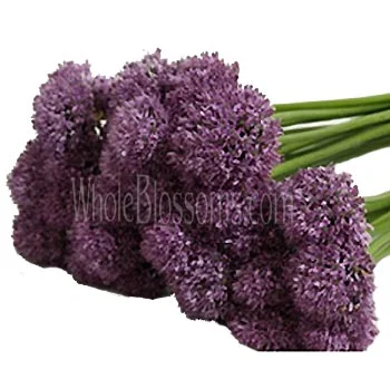 Buy wholesale purple Allium flowers in bulk—globe-shaped blooms ideal for wedding centerpieces, modern event designs, and dramatic floral installations.