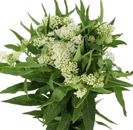 Wholesale white Asclepias Milkweed flowers with green foliage for wedding bouquets, centerpieces, and wildflower floral designs