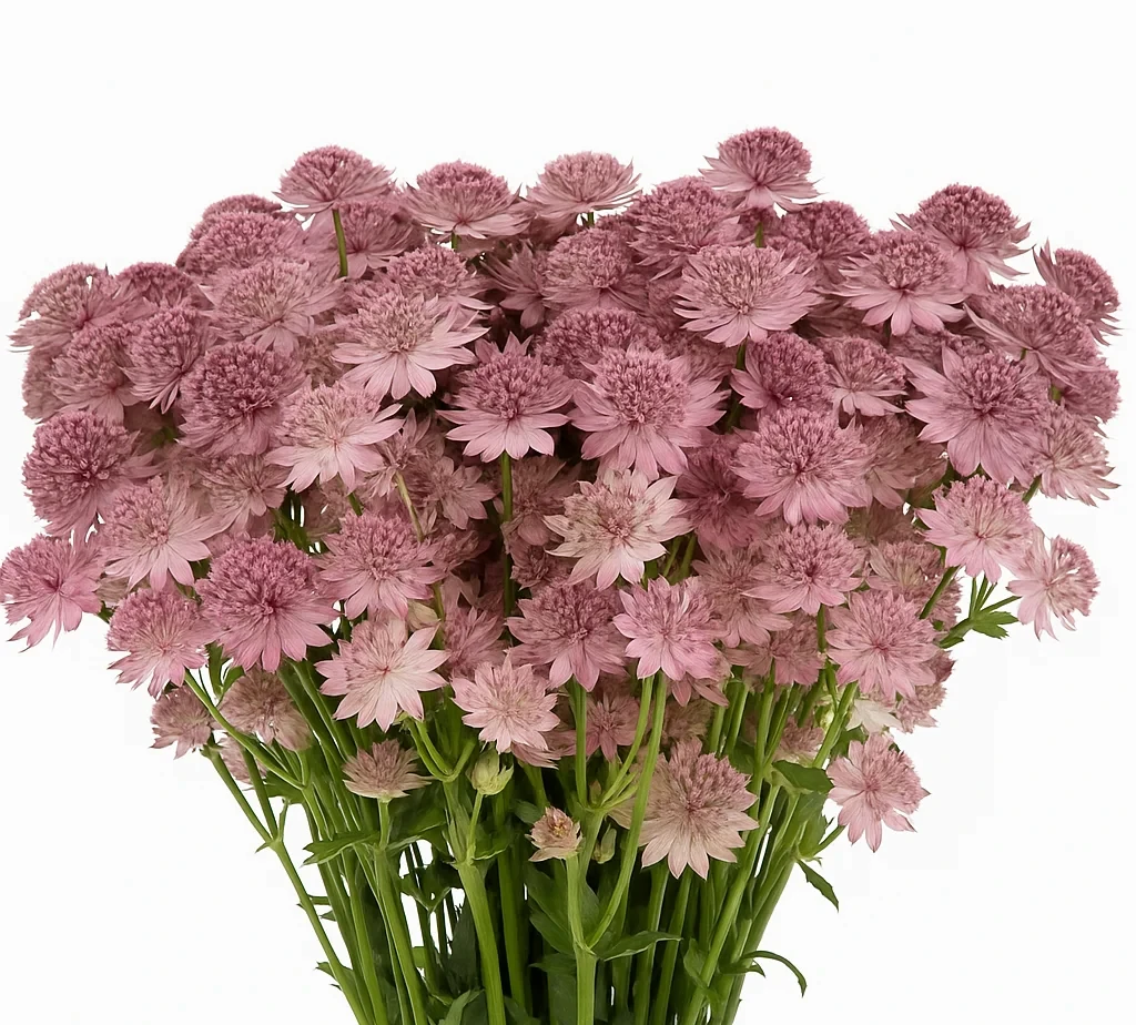 Buy Astrantia pink wholesale flowers in bulk for weddings and events. Premium quality blooms ideal for centerpieces, bouquets, and floral installations.