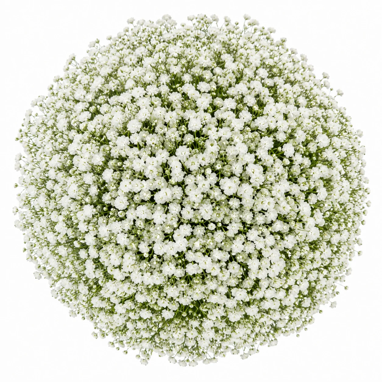 Fresh white wholesale baby\'s breath gypsophila in bulk for wedding filler flowers.