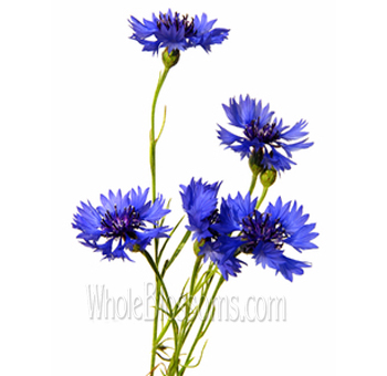 Bulk blue cornflower flowers for weddings, events and wildflower floral designs.