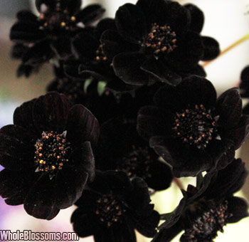 Dark Chocolate Cosmos flowers with rich, velvety petals, perfect for adding a dramatic and unique touch to floral arrangements.