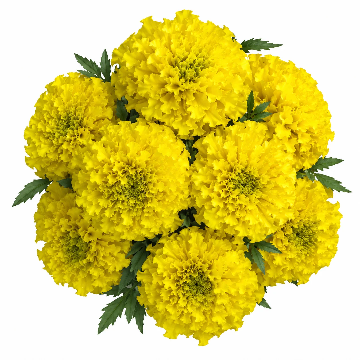 Marigold Yellow