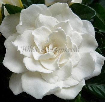 Softly illuminated, a gardenia bloom unfolds, harmonizing white elegance with lush green foliage—a photographer\'s dream scene.