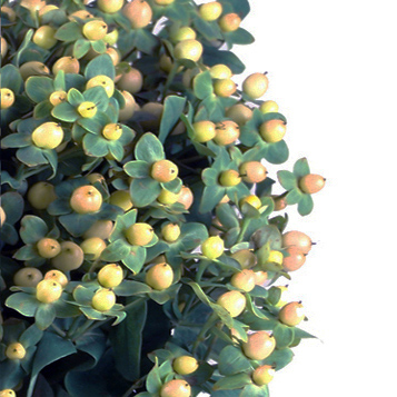 A large bunch of Hypericum flowers with creamy pink berries mixed with green leaves, offering a soft gradient of color.