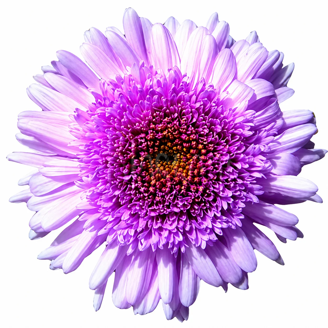 Cremon Mum Lavender Flower