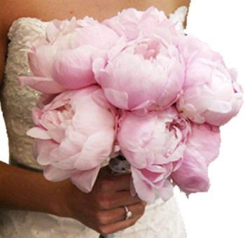 Bulk pink and white peonies with lush, ruffled petals—fresh-cut wholesale blooms ideal for wedding bouquets, centerpieces, and luxury floral designs.