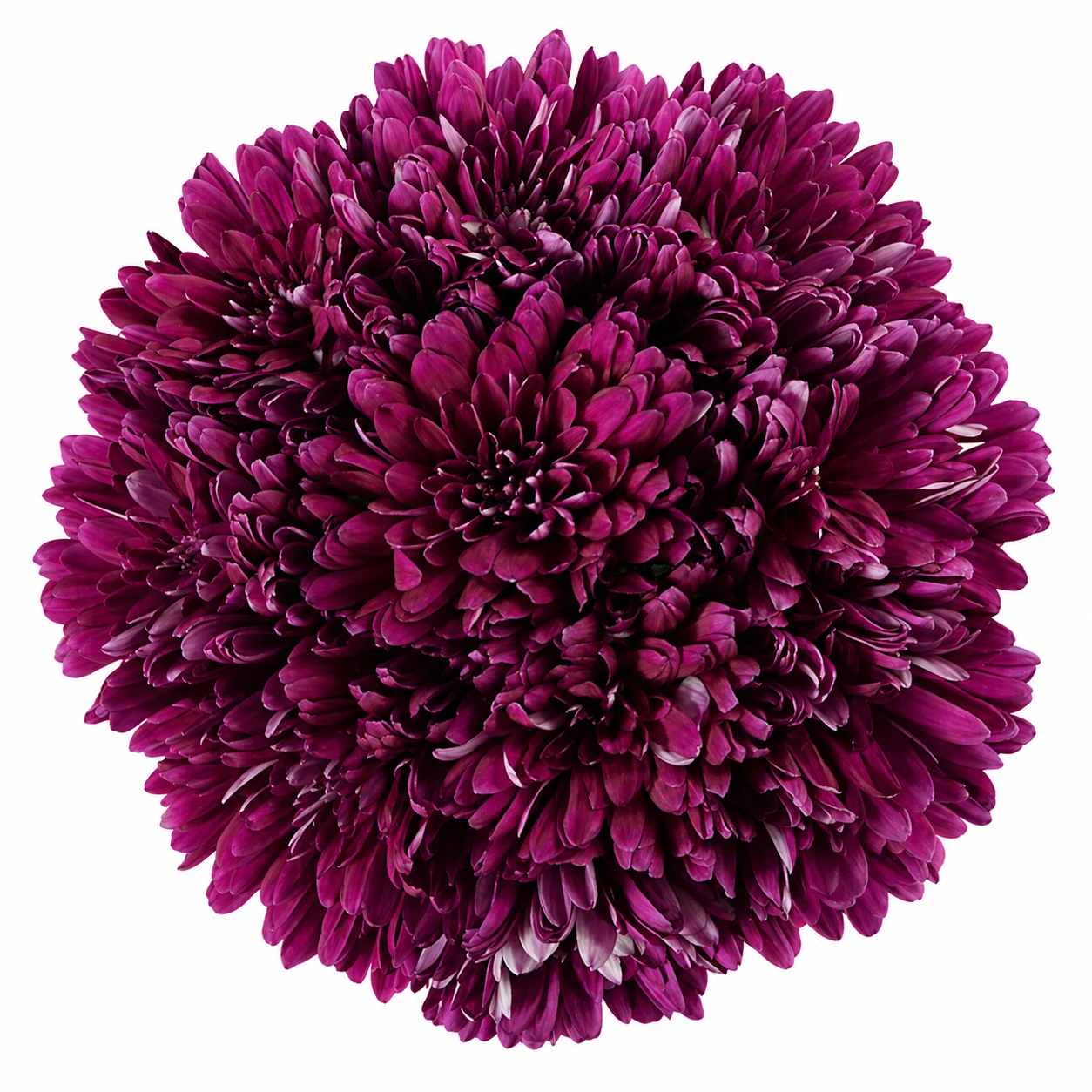Wholesale purple cremon mums in bulk - vibrant magenta blooms perfect for wedding flowers, centerpieces and event decor.