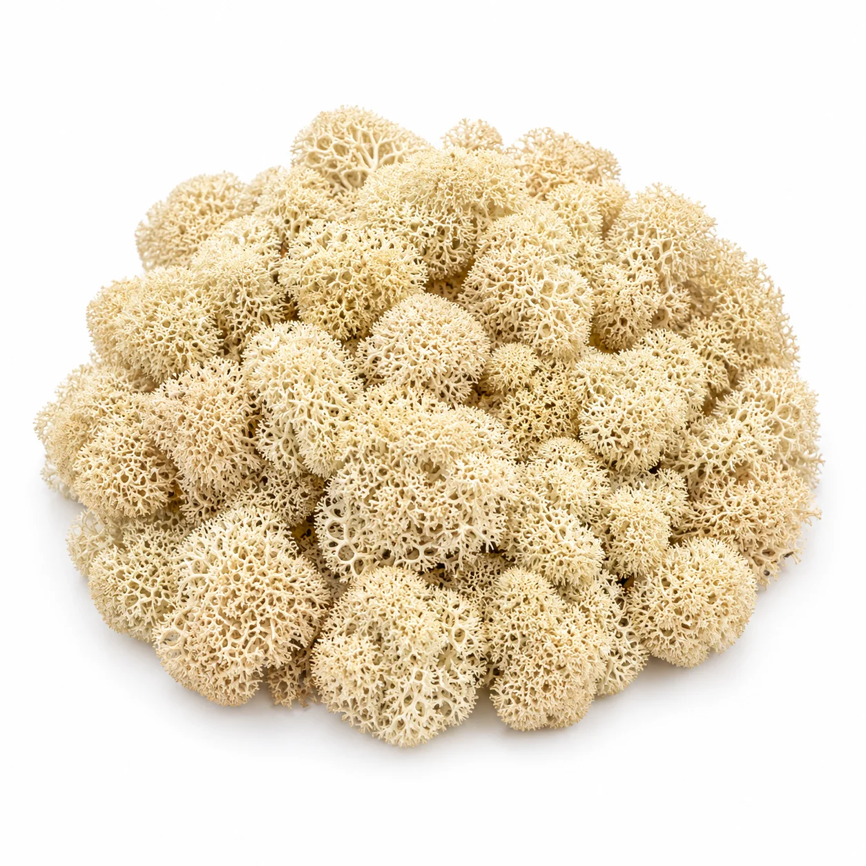 Wholesale reindeer moss in bulk - soft fluffy natural green lichen for moss walls, terrariums and biophilic decor.