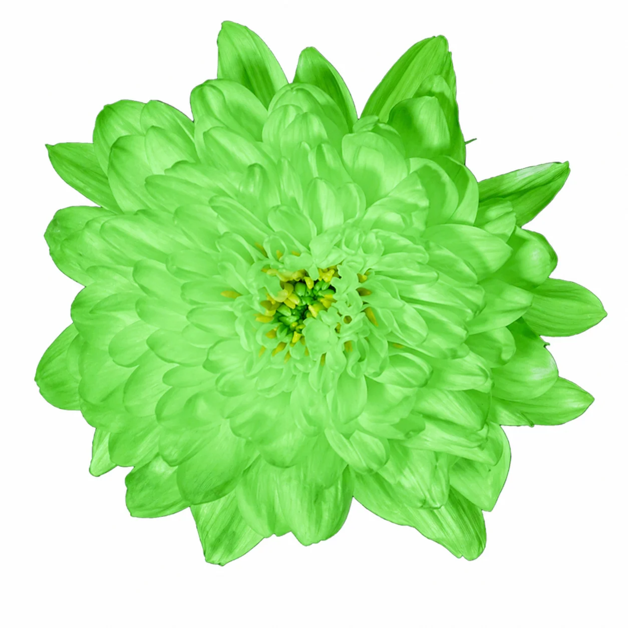 Cremon Mum Green Tinted Flower